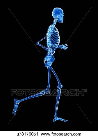 Skeletal system of runner, illustration View Large Illustration Clip Art - Skeletal system of runner, illustration. Fotosearch
