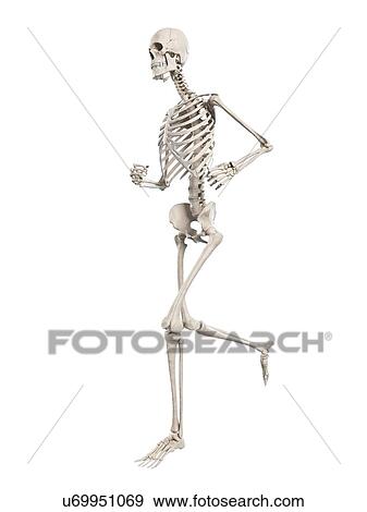 Stock Illustration - Skeletal system of runner, illustration. Fotosearch