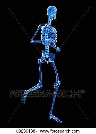 Stock Illustration - Skeletal system of runner, illustration. Fotosearch