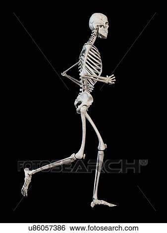 Skeletal system of runner, illustration View Large Illustration Stock Illustration - Skeletal system of runner, illustration. Fotosearch