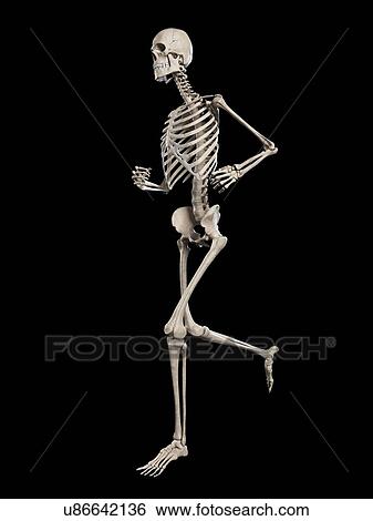 Stock Illustration - Skeletal system of runner, illustration. Fotosearch