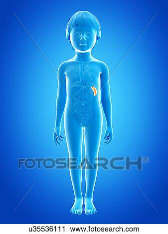 Spleen of boy, illustration View Large Illustration Clip Art - Spleen of boy, illustration. Fotosearch