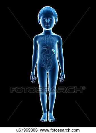 Drawing - Spleen of boy, illustration. Fotosearch