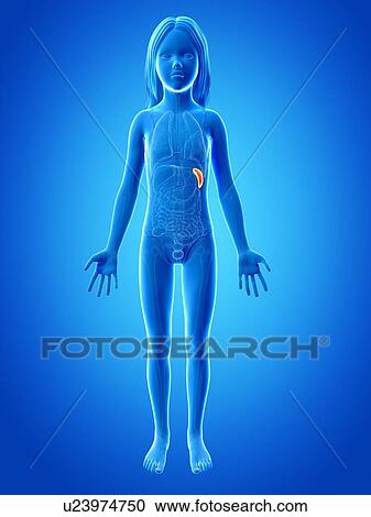Clipart - Spleen of girl, illustration. Fotosearch