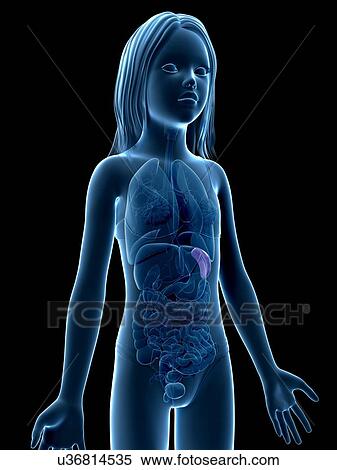Stock Illustration - Spleen of girl, illustration. Fotosearch