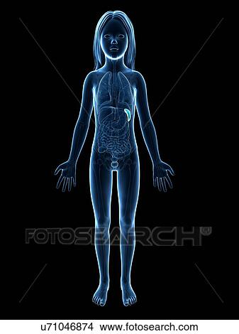 Spleen of girl, illustration View Large Illustration Stock Illustration - Spleen of girl, illustration. Fotosearch