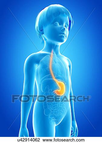 Drawing - Stomach of boy, illustration. Fotosearch