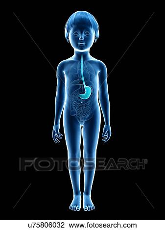 Stomach of boy, illustration View Large Illustration Drawing - Stomach of boy, illustration. Fotosearch