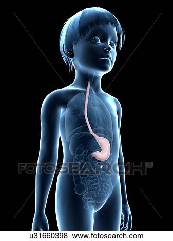 Stomach of boy, illustration View Large Illustration Stock Illustration - Stomach of boy, illustration. Fotosearch