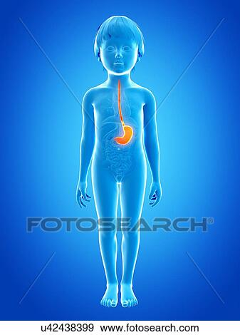 Stomach of boy, illustration View Large Illustration Stock Illustration - Stomach of boy, illustration. Fotosearch