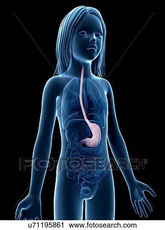 Stomach of girl, illustration View Large Illustration Clip Art - Stomach of girl, illustration. Fotosearch