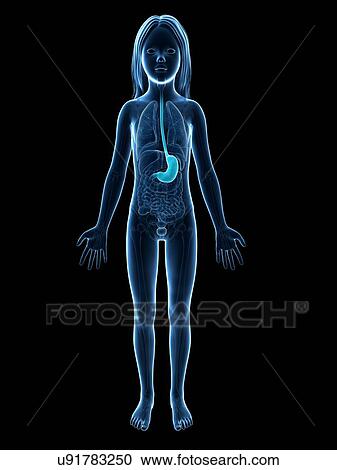 Stomach of girl, illustration View Large Illustration Clipart - Stomach of girl, illustration. Fotosearch