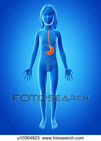 Drawing - Stomach of girl, illustration. Fotosearch