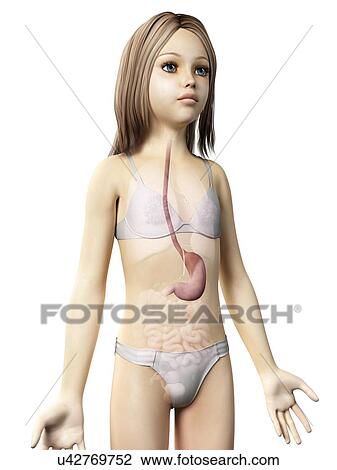 Stomach of girl, illustration View Large Illustration Drawing - Stomach of girl, illustration. Fotosearch