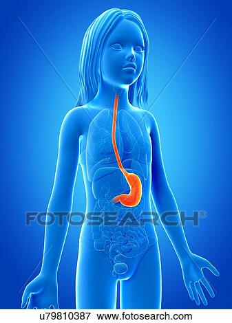 Stomach of girl, illustration View Large Illustration Stock Illustration - Stomach of girl, illustration. Fotosearch