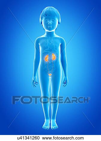 Urinary system of boy, illustration View Large Illustration Clipart - Urinary system of boy, illustration. Fotosearch