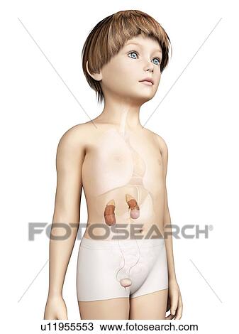 Drawing - Urinary system of boy, illustration. Fotosearch