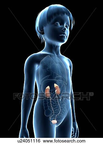 Urinary system of boy, illustration View Large Illustration Stock Illustration - Urinary system of boy, illustration. Fotosearch