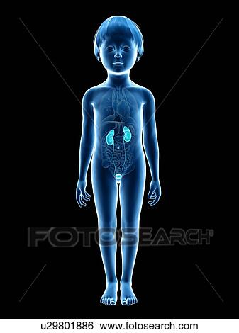 Stock Illustration - Urinary system of boy, illustration. Fotosearch
