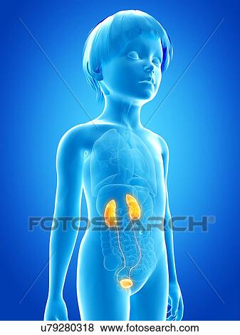 Stock Illustration - Urinary system of boy, illustration. Fotosearch