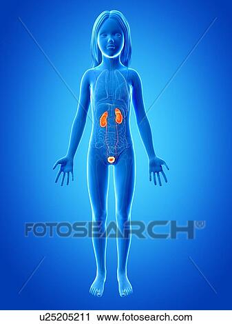 Clip Art - Urinary system of girl, illustration. Fotosearch