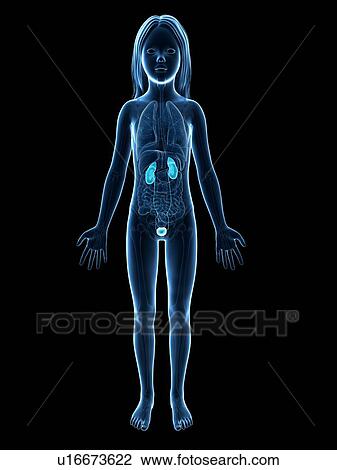 Drawing - Urinary system of girl, illustration. Fotosearch