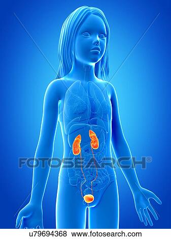 Urinary system of girl, illustration View Large Illustration Stock Illustration - Urinary system of girl, illustration. Fotosearch