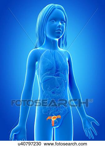 Uterus of girl, illustration View Large Illustration Clipart - Uterus of girl, illustration. Fotosearch