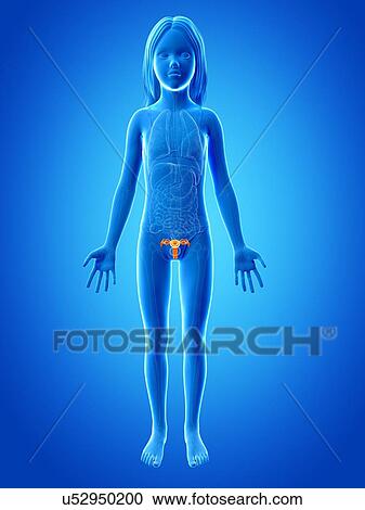 Uterus of girl, illustration View Large Illustration Clipart - Uterus of girl, illustration. Fotosearch
