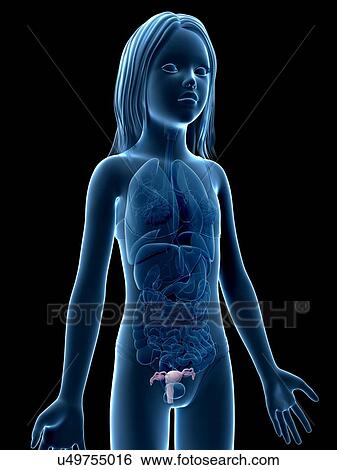 Stock Illustration - Uterus of girl, illustration. Fotosearch