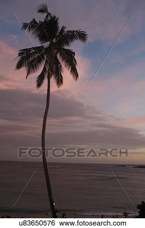 Palm tree View Large Photo Image Stock Photograph - Palm tree . Fotosearch