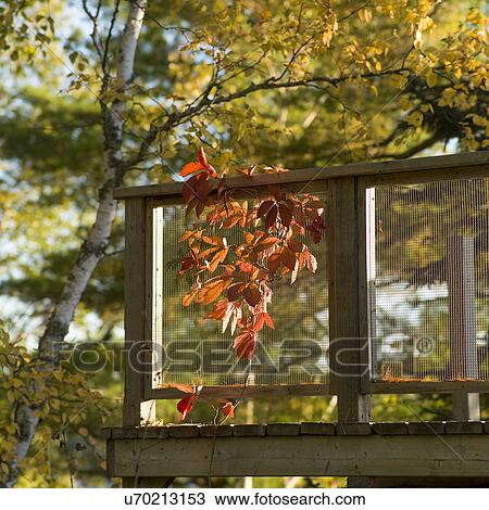 Autumn leaves beside a deck, Lake of The Woods, Ontario, Canada View Large Photo Image Stock Image - Autumn leaves beside a deck, Lake of The Woods, Ontario, Canada. Fotosearch
