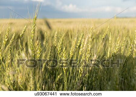 Stock Image - Barley in a field, Lorette, Manitoba, Canada. Fotosearch