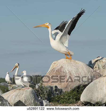 Birds at coast, Lake of The Woods, Ontario, Canada View Large Photo Image Stock Image - Birds at coast, Lake of The Woods, Ontario, Canada. Fotosearch