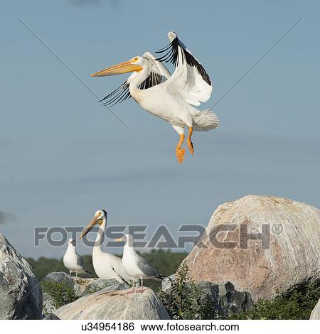 Birds at coast, Lake of The Woods, Ontario, Canada View Large Photo Image Stock Photograph - Birds at coast, Lake of The Woods, Ontario, Canada. Fotosearch