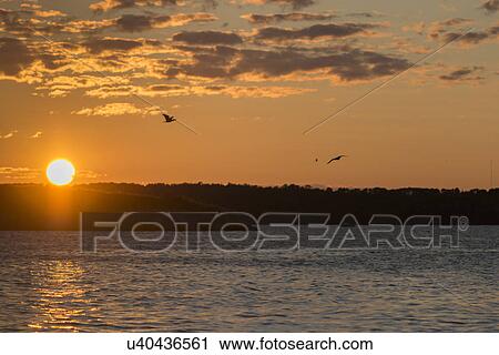 Stock Image - Birds flying over a lake at dusk, Kenora, Lake of The Woods, Ontario, Canada. Fotosearch