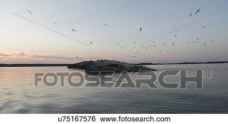Birds flying over a lake, Kenora, Lake of The Woods, Ontario, Canada View Large Photo Image Stock Photograph - Birds flying over a lake, Kenora, Lake of The Woods, Ontario, Canada. Fotosearch