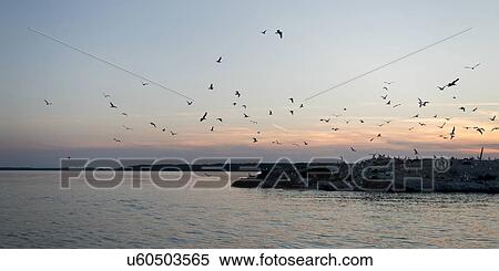 Birds flying over a lake, Kenora, Lake of The Woods, Ontario, Canada View Large Photo Image Stock Photography - Birds flying over a lake, Kenora, Lake of The Woods, Ontario, Canada. Fotosearch