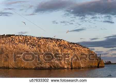 Stock Image - Birds on an island in a lake, Lake of The Woods, Ontario, Canada. Fotosearch