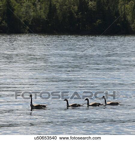 Stock Image - Canada geese in a lake, Lake of The Woods, Ontario, Canada. Fotosearch