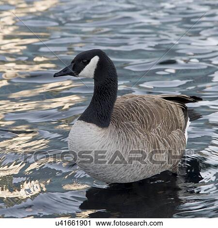 Canada goose (Branta canadensis) swimming in lake, Vancouver, British Columbia, Canada View Large Photo Image Stock Image - Canada goose (Branta canadensis) swimming in lake, Vancouver, British Columbia, Canada. Fotosearch