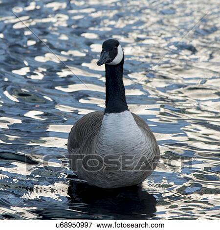 Canada goose (Branta canadensis) swimming in lake, Vancouver, British Columbia, Canada View Large Photo Image Stock Photo - Canada goose (Branta canadensis) swimming in lake, Vancouver, British Columbia, Canada. Fotosearch
