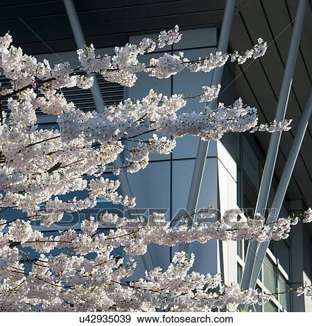 Stock Photo - Cherry blossoms in front of a modern glass building, Vancouver, British Columbia, Canada. Fotosearch