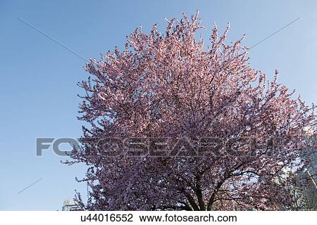 Stock Image - Cherry tree blossoms, Vancouver, British Columbia, Canada. Fotosearch
