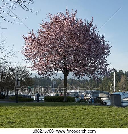 Cherry tree in blossom at marina, Vancouver, British Columbia, Canada View Large Photo Image Stock Image - Cherry tree in blossom at marina, Vancouver, British Columbia, Canada. Fotosearch