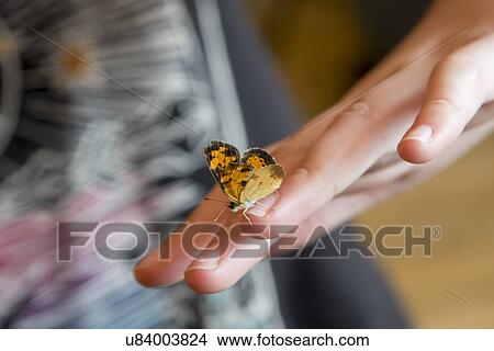 Picture - Close-up of a butterfly on a person's hand, Lake of The Woods, Ontario, Canada. Fotosearch