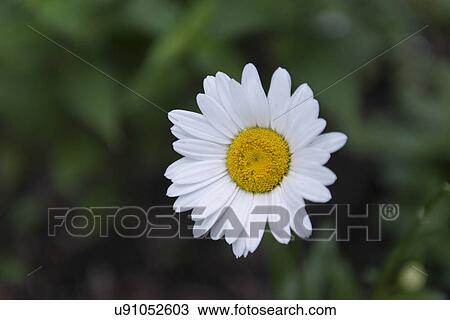 Close-up of a Daisy flower, Lake of The Woods, Ontario, Canada View Large Photo Image Stock Image - Close-up of a Daisy flower, Lake of The Woods, Ontario, Canada. Fotosearch