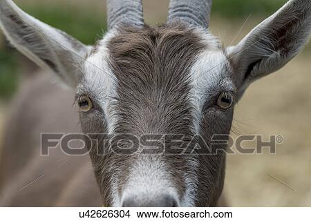 Picture - Close-up of a goat, Charlottetown, Prince Edward Island, Canada. Fotosearch