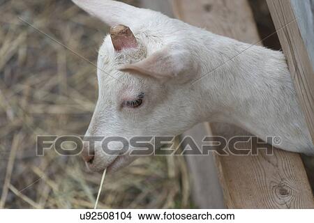 Close-up of a goat, Charlottetown, Prince Edward Island, Canada View Large Photo Image Picture - Close-up of a goat, Charlottetown, Prince Edward Island, Canada. Fotosearch