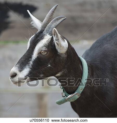 Stock Image - Close-up of a goat, Charlottetown, Prince Edward Island, Canada. Fotosearch
